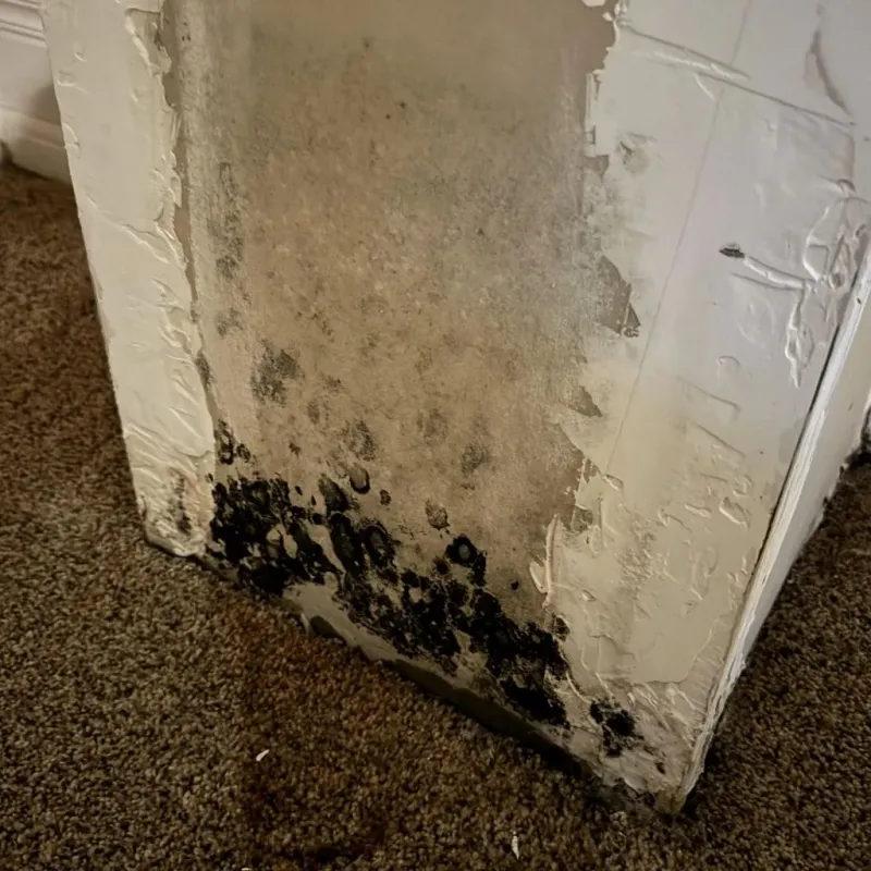 Professional Mold Removal in Gray, LA